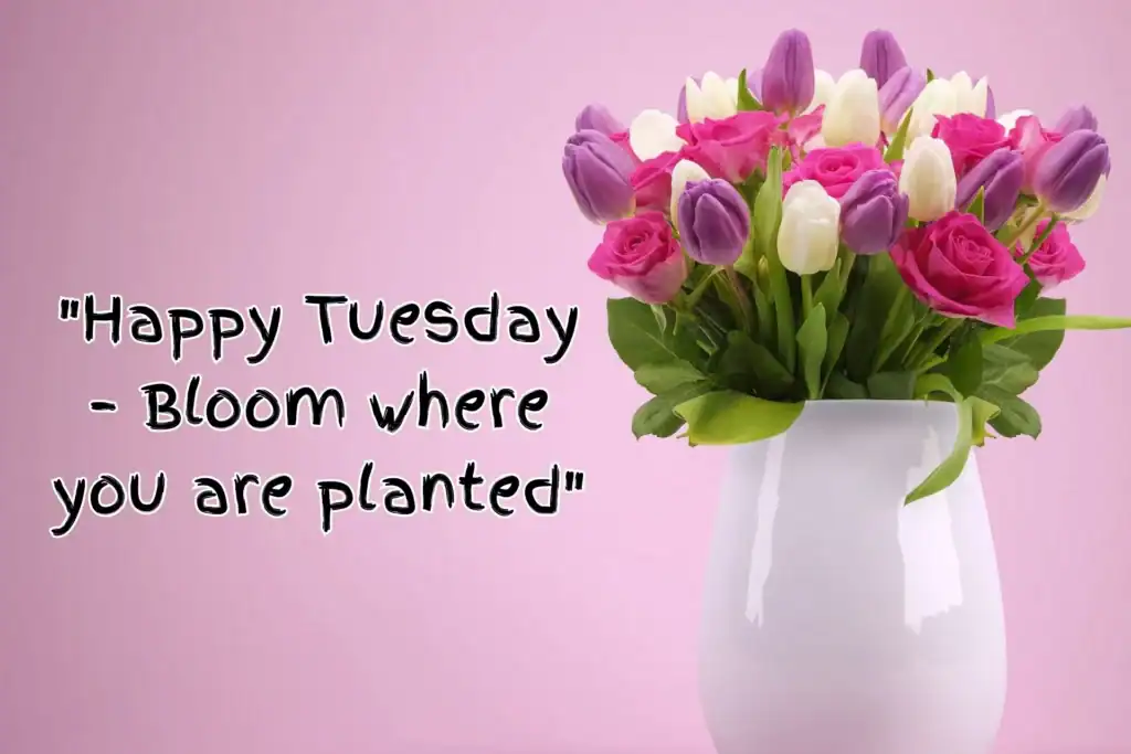 Beautiful bouquet of pink and purple tulips and roses in a white vase for Tuesday blessings.